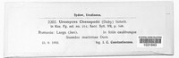 Uromyces chenopodii image